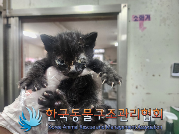 한국동물구조관리협회_441560202401337